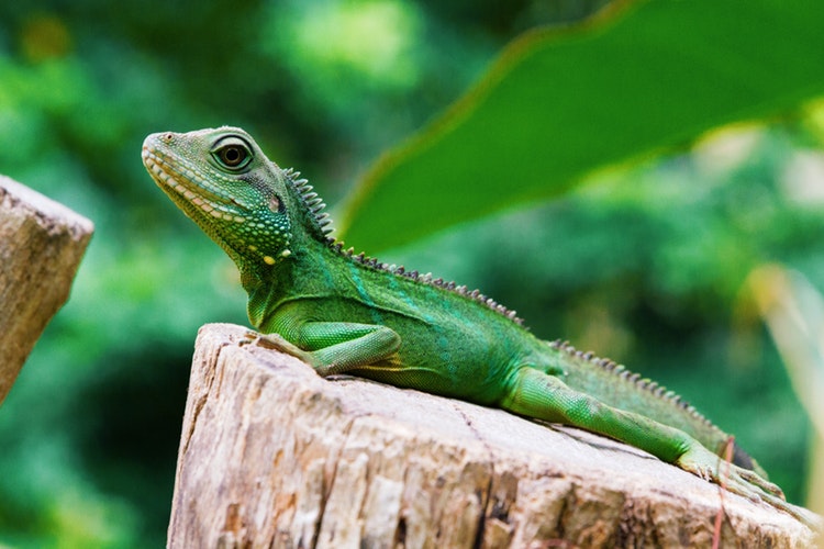 Imagen de Iguana sobre un tronco