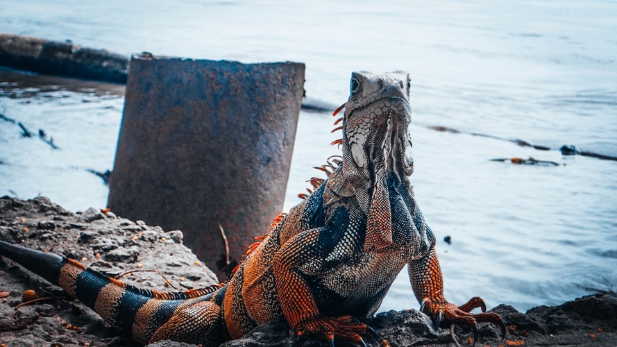 Imagen de Iguana cerca del agua