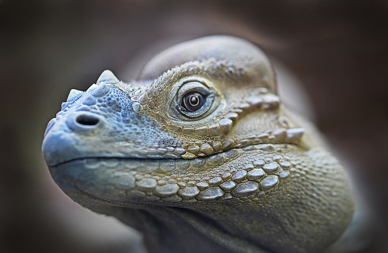 Imagen de rostro de Iguana