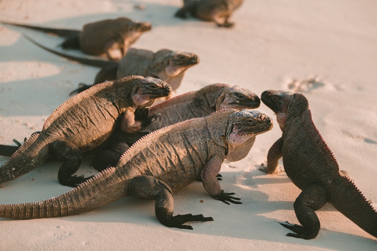 Imagen de grupo de Iguanas en la playa